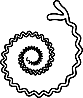 Bacteria black and white clipart