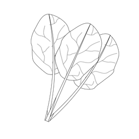 Spinach black and white clipart