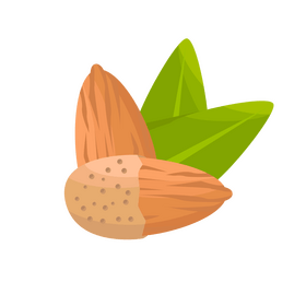 Almond clipart