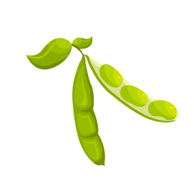 Soybean clipart