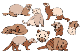 Ferret vector
