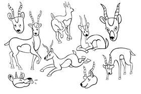 Gazelle black and white vector