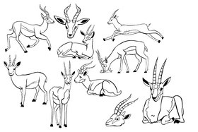 Gazelle black and white vector