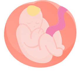 Pregnant Uterus clipart
