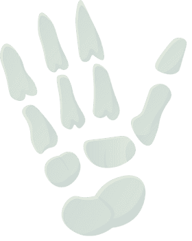 Skeleton Hand clipart