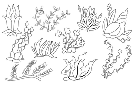 Algae black and white vector