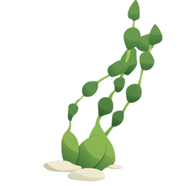 Algae clipart