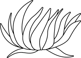 Algae black and white clipart