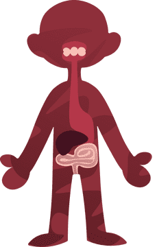 Human Body Gastrointestinal clipart
