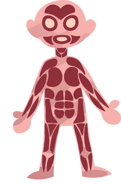 Human Body Muscle clipart