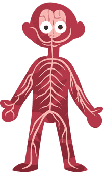 Human Body Nerves clipart