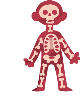 Human Body Skeleton clipart