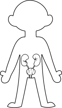 Human Body Urinary black and white clipart