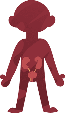 Human Body Urinary clipart