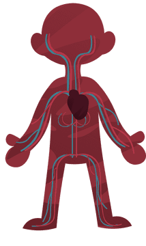 Human Body Cardiovascular clipart
