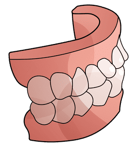 Tooth Jaw clipart