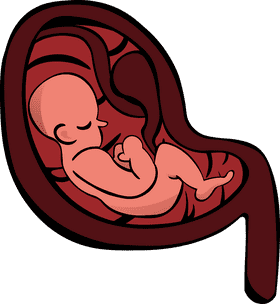 Uterus with Child clipart