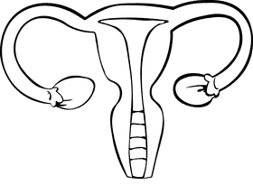 Uterus black and white clipart
