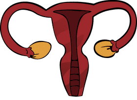 Uterus clipart