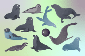 Sea lion vector
