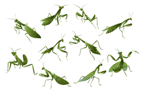 Praying mantis vector