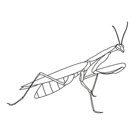Praying mantis goes black and white clipart