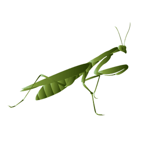 Praying mantis goes clipart