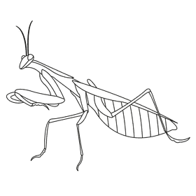 Praying mantis hunts black and white clipart
