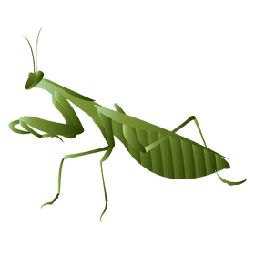 Praying mantis hunts clipart