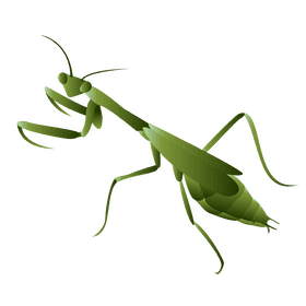Praying mantis left clipart