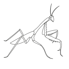 Praying mantis on the right black and white clipart