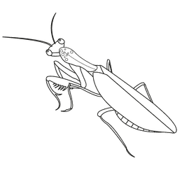Praying mantis on top black and white clipart