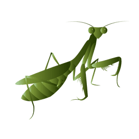 Praying mantis side clipart