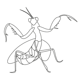 Praying mantis spread his wings black and white clipart