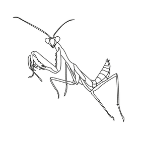 Praying mantis with wings black and white clipart