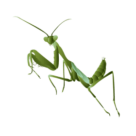 Praying mantis with wings clipart