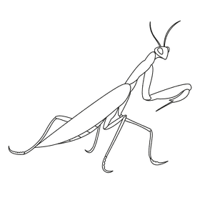 Praying mantis worth black and white clipart
