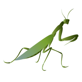 Praying mantis worth clipart