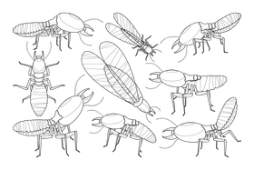 Termite black and white vector