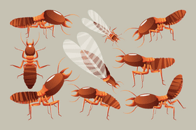 Termite vector