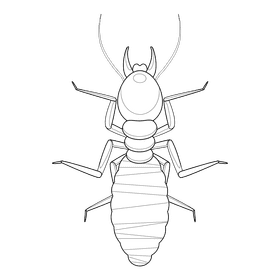 Termite black and white clipart