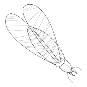 Termite larva wings black and white clipart