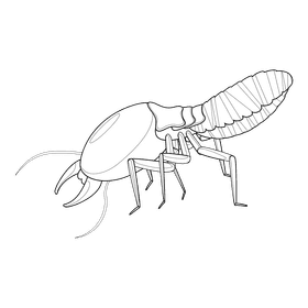 Termite black and white clipart