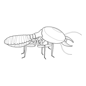 Termite insect black and white clipart