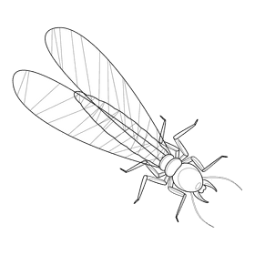 Termite wings black and white clipart