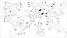 Gecko black and white vector