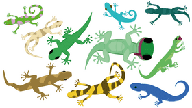 Gecko vector
