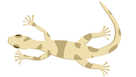 Desert gecko clipart
