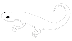 Gecko blue black and white clipart