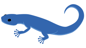 Gecko blue clipart